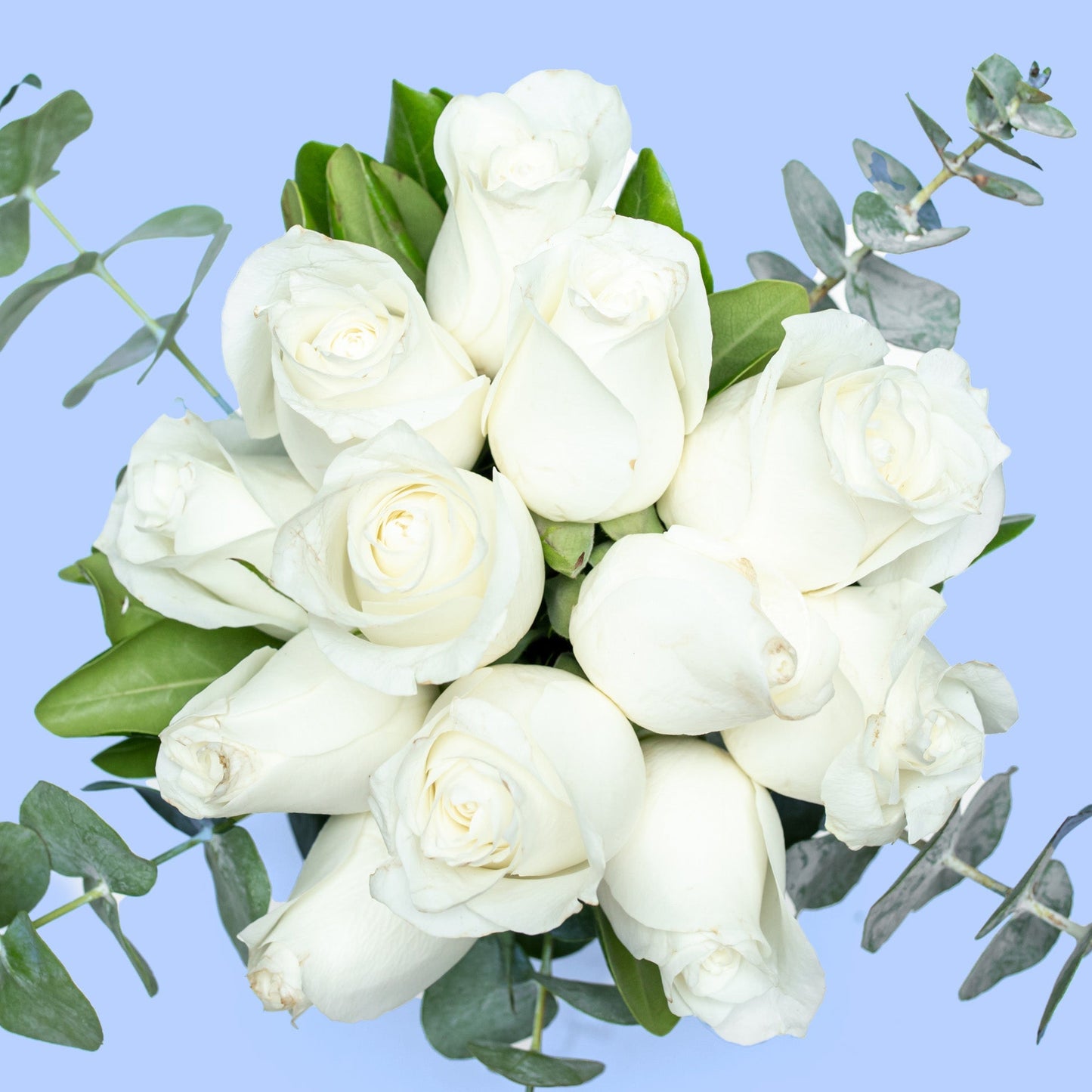 Love and Peace / White Rose