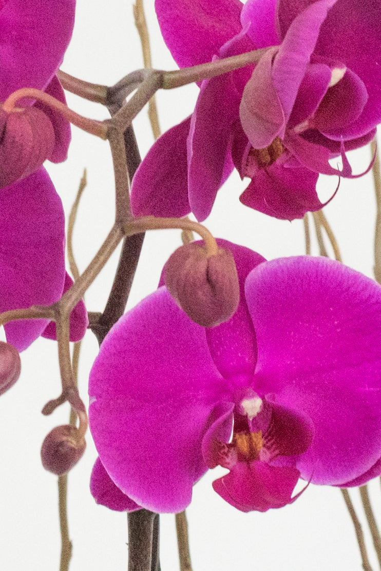 All My Love - Purple Orchid
