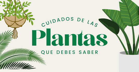 Cuidado de las Plantas que tienes que saber