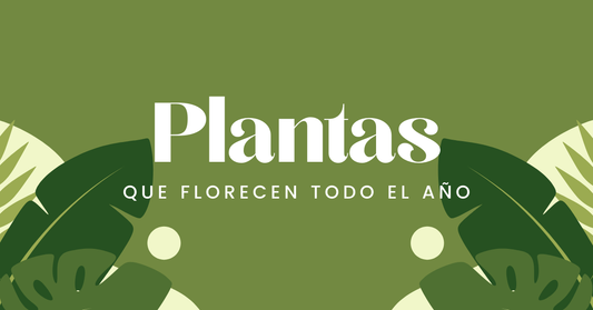 Plantas que Florecen todo el Año