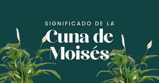 Significado de la Cuna de Moises