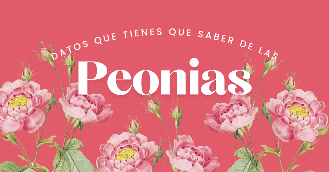 Datos que debes saber de las Peonias