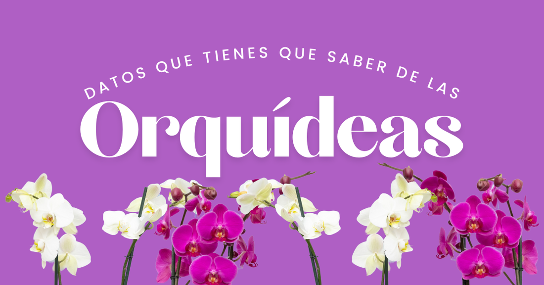 Datos y Cuidados que tienes que saber de las Orquídeas