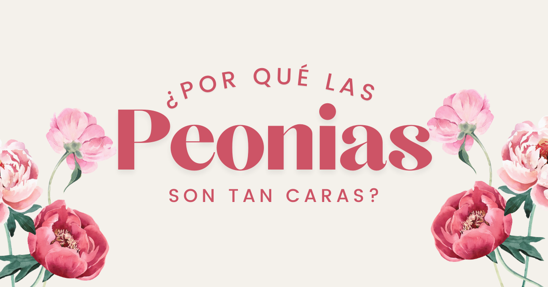 Peonias Precio