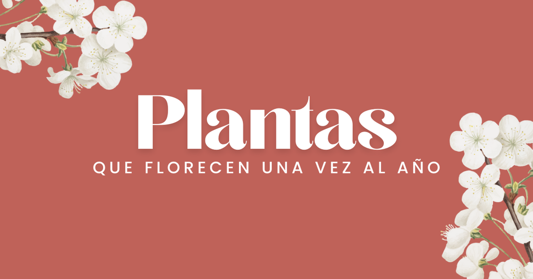 Las Mejores Plantas que Florecen una vez al Año