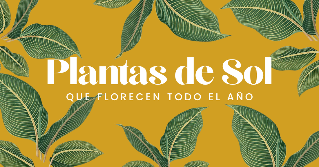 Plantas de Sol Directo que Florecen todo el Año