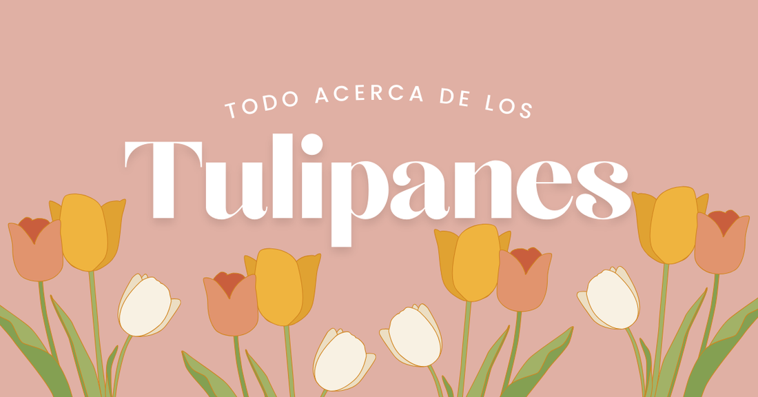 Todo Acerca de los Tulipanes