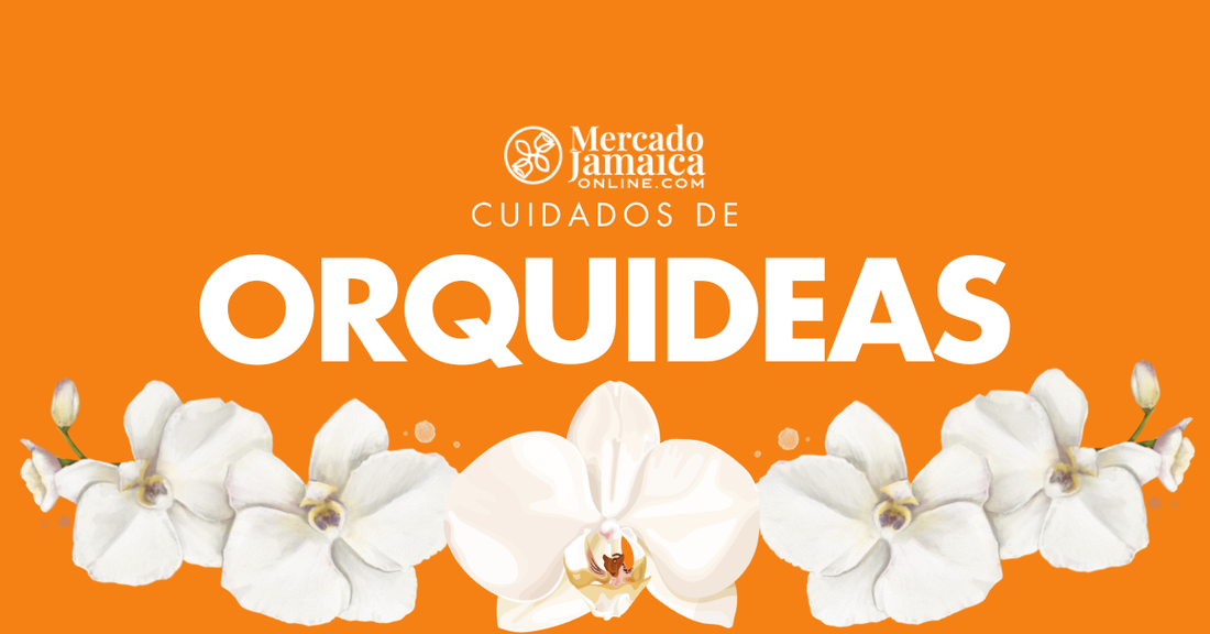como cuidar una orquidea