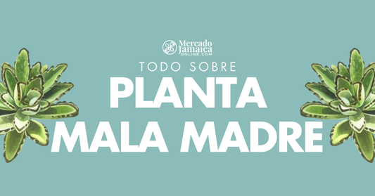 planta mala madre