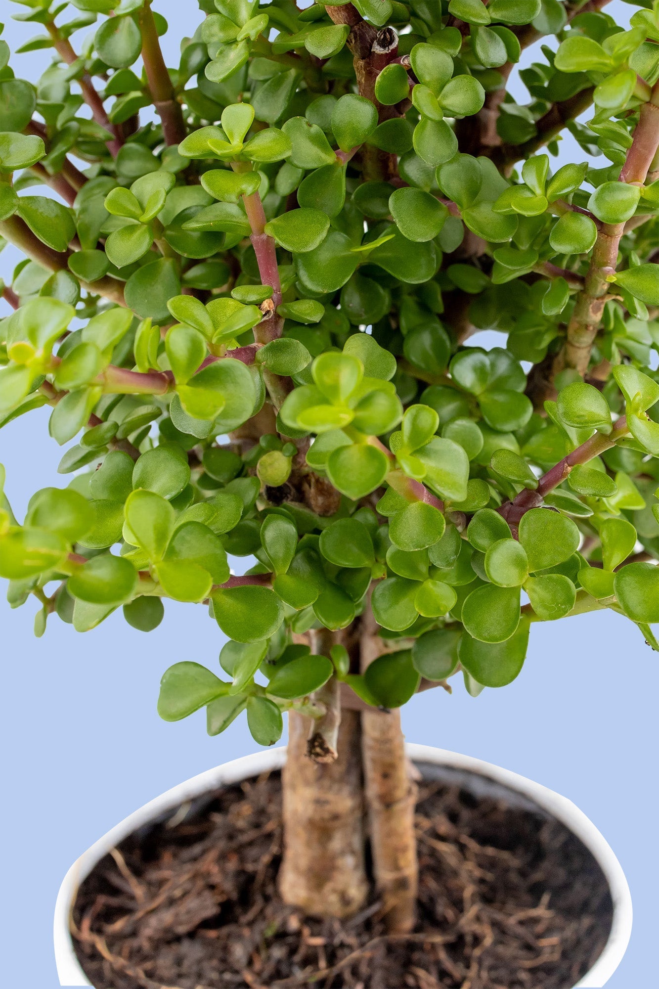 Árbol de la Abundancia / Planta