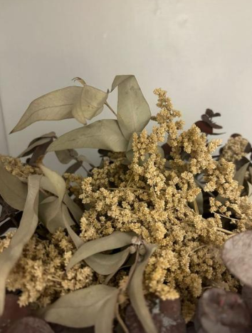 Pampas, Dried Dollar, Dried Foliage, for Christmas Tree 1.80 Meters