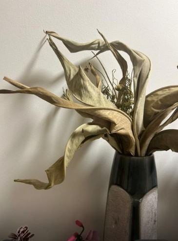 Pampas, Dried Dollar, Dried Foliage, for Christmas Tree 1.80 Meters