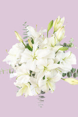 Casa Blanca - Lilium Blanca ACA