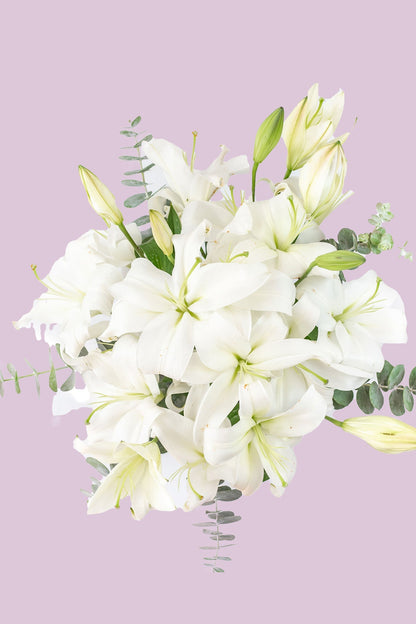 Casa Blanca - Lilium Blanca XAL