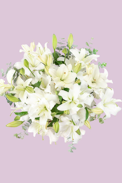 Casa Blanca - Lilium Blanca XAL