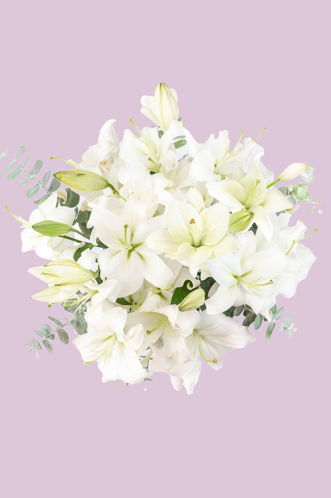 Casa Blanca - Lilium Blanca LEON