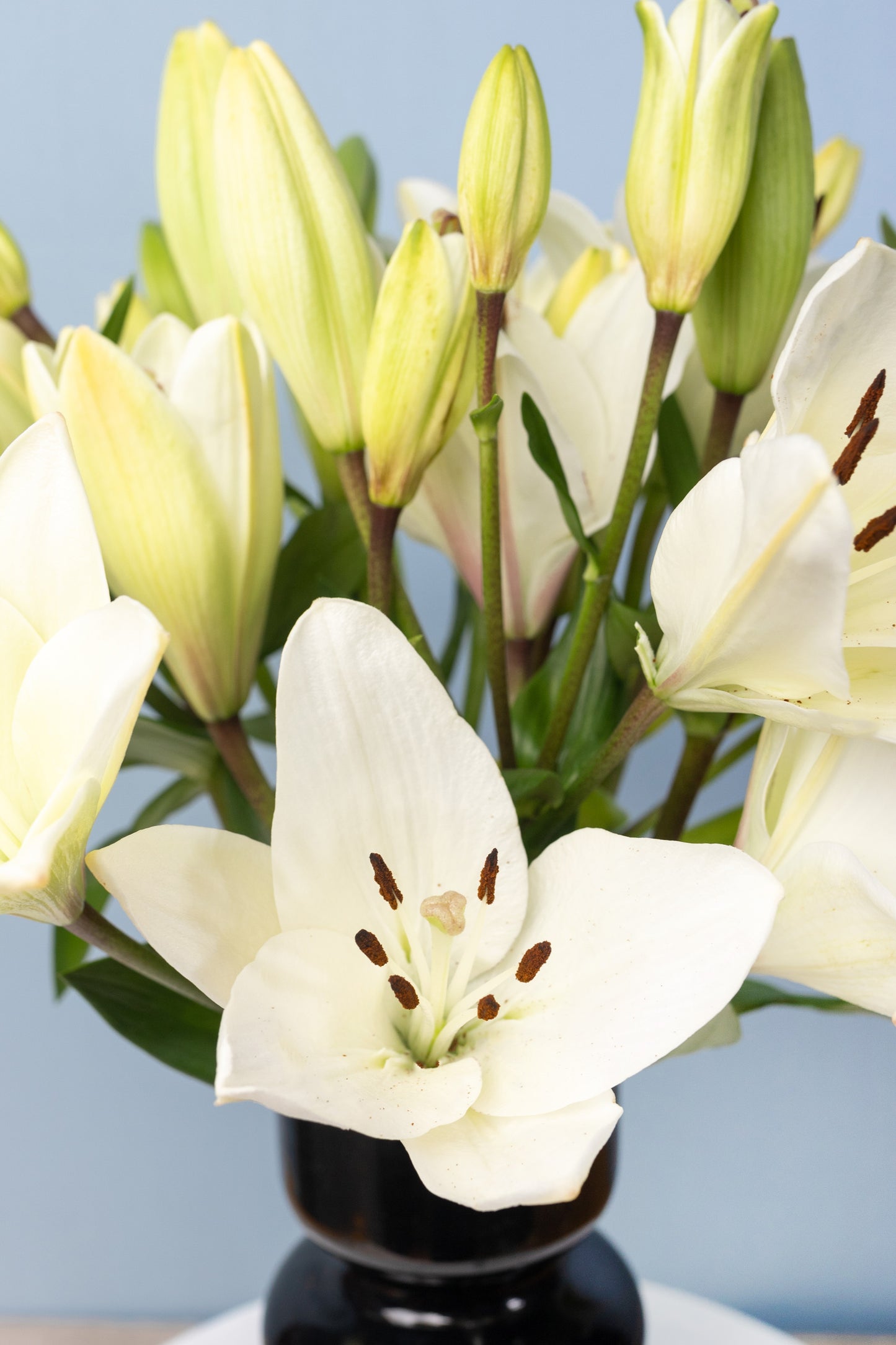 Perla - Lilium Blanca en Florero Negro