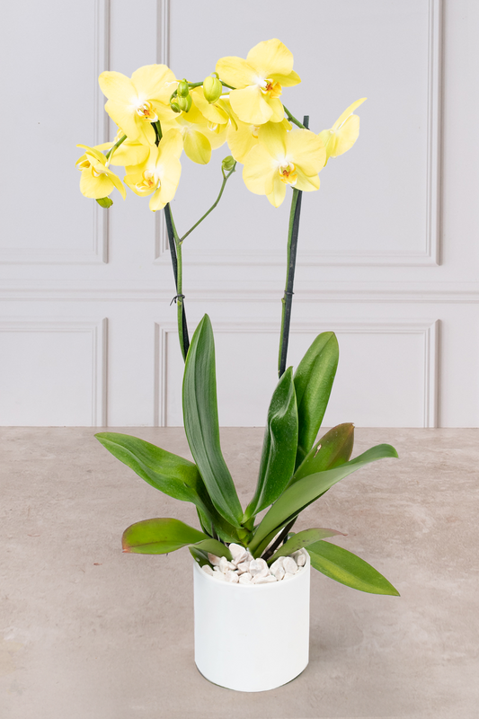 Orquídea Amarilla - En Maceta Blanca | Mercado Jamaica