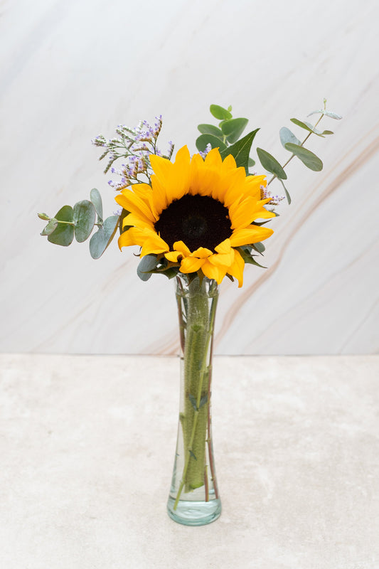 Rayito de Sol - Girasol TGZ