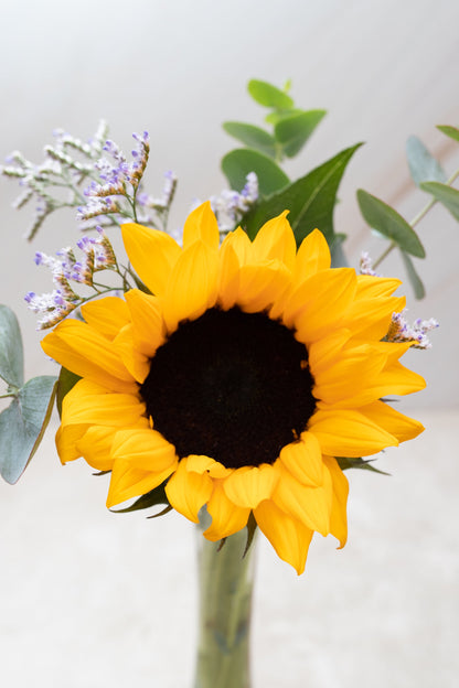 Rayito de Sol - Girasol CULIACAN