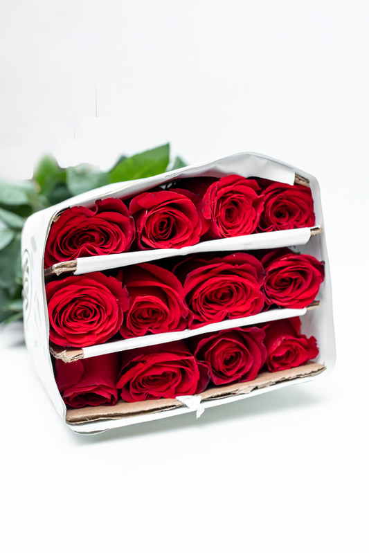 Paquete de 24 Rosas Rojas (Freedom)