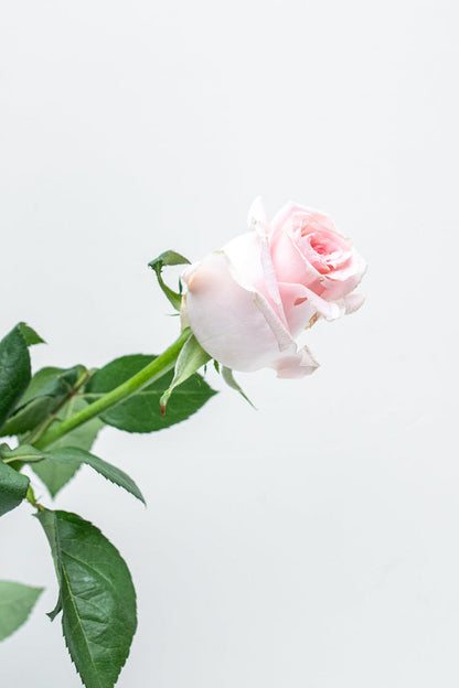 Paquete de 24 Rosas Rosa (Caricia) CUN