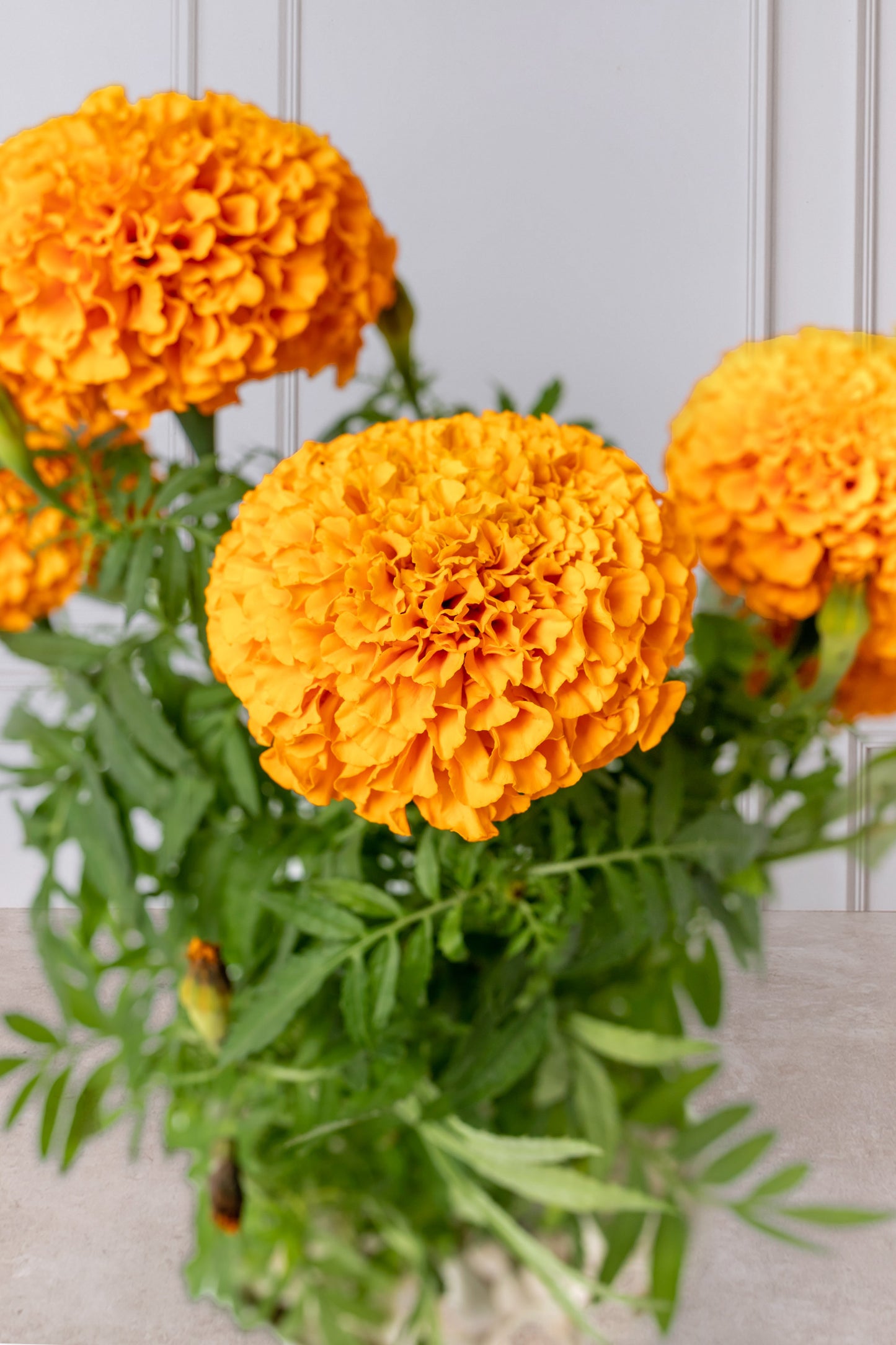 Sobre Mi Cadáver - Planta Cempasúchil