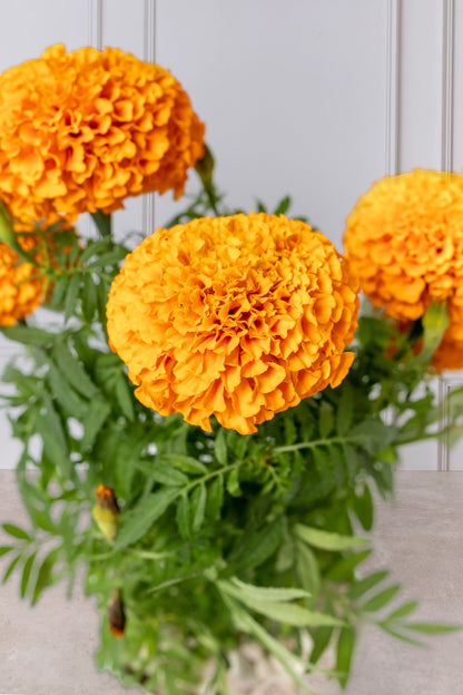 Sobre Mi Cadáver - Planta Cempasúchil