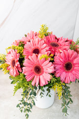 Chispitas de Gerberas - Gerbera Rosa MERIDA