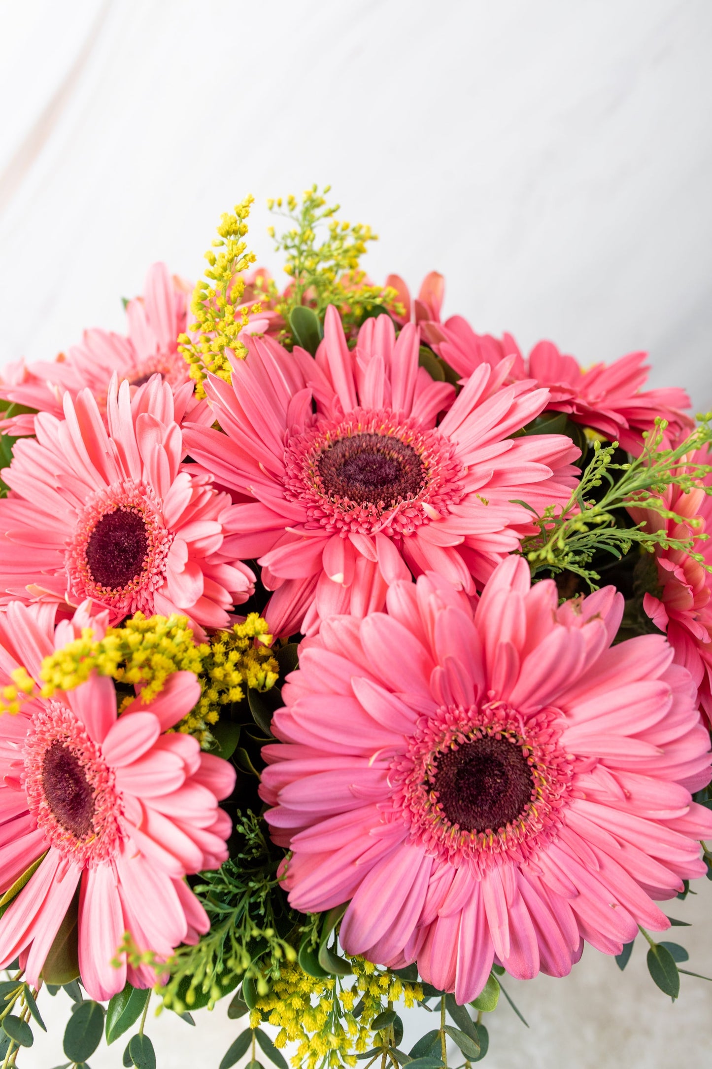 Chispitas de Gerberas - Gerbera Rosa MERIDA