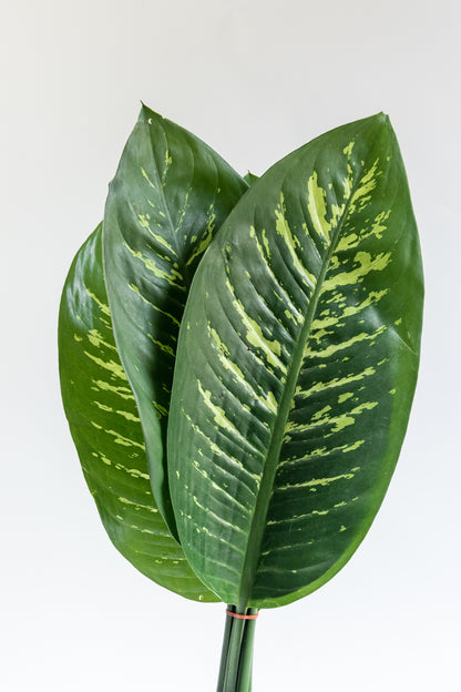 Paquete de Hoja de Amoena