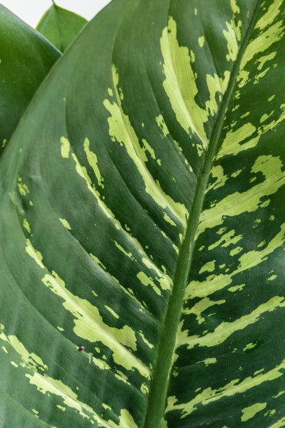 Paquete de Hoja de Amoena