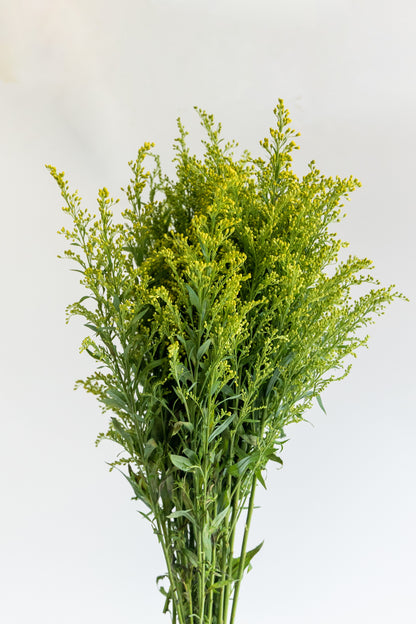 Solidago