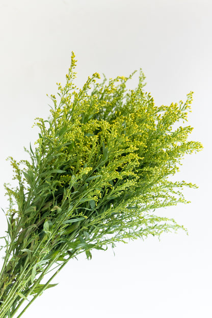 Solidago