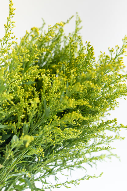 Solidago