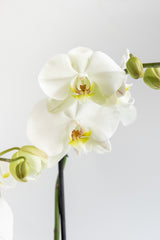 Orquídea Blanca - Sin Maceta