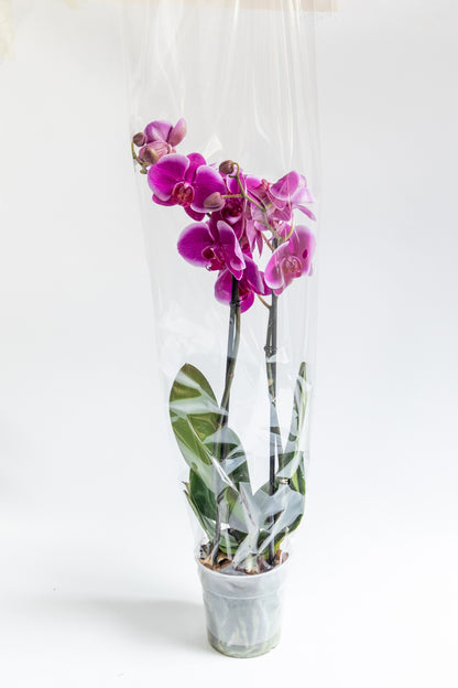 Purple Orchid - No Pot