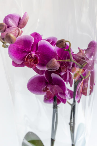 Purple Orchid - No Pot