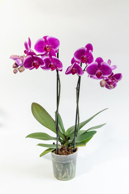 Purple Orchid - No Pot