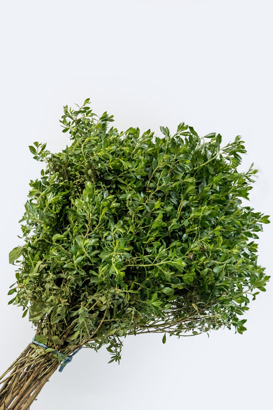 Escobilla