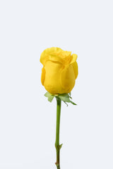 Pack of 24 Yellow Roses