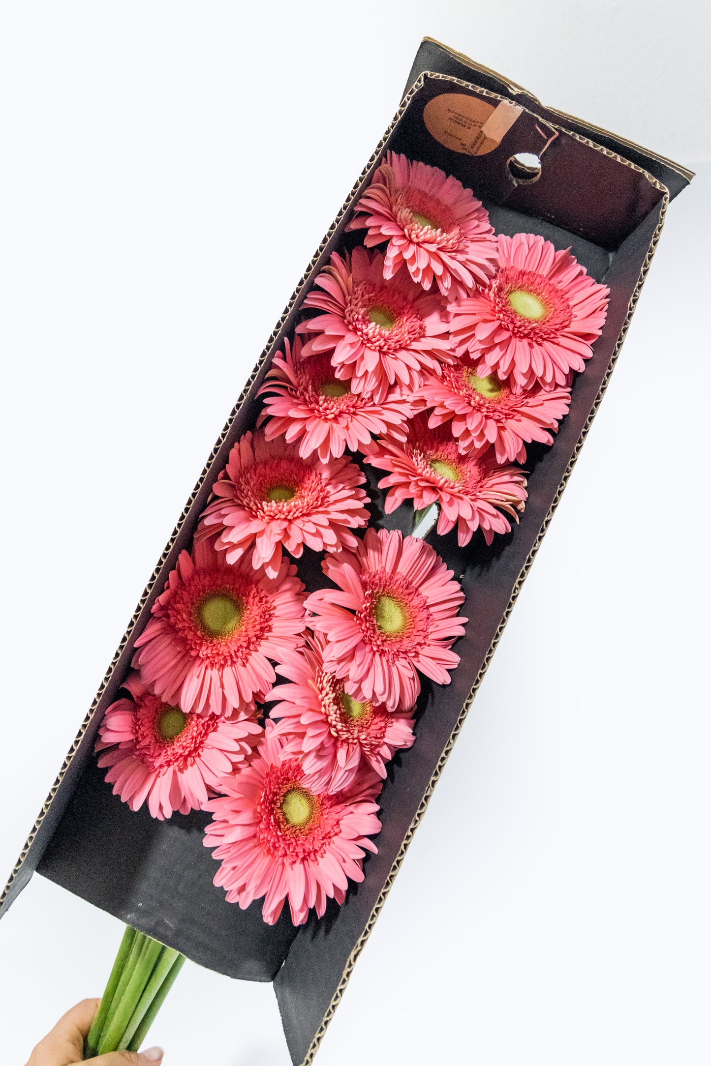 Paquete de Gerbera Rosa - Cun