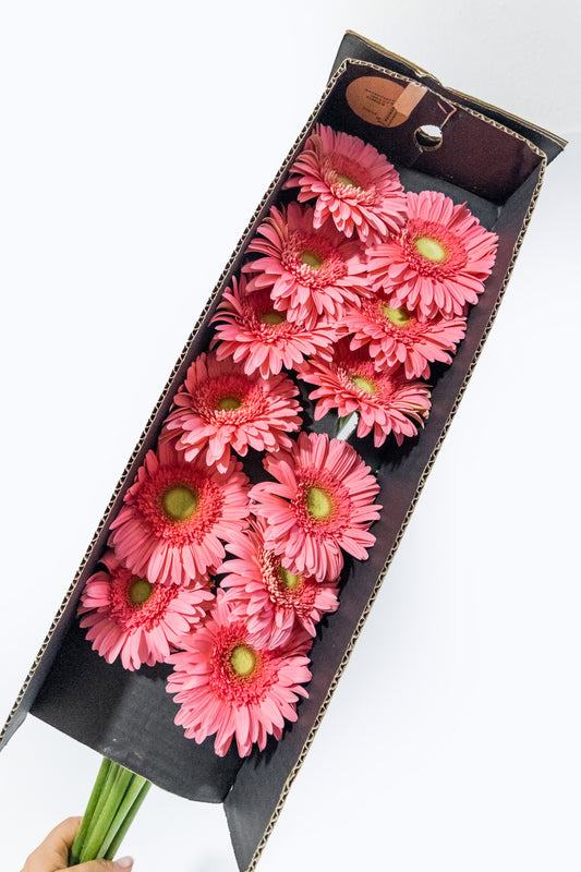 Paquete de Gerbera Rosa - GDL