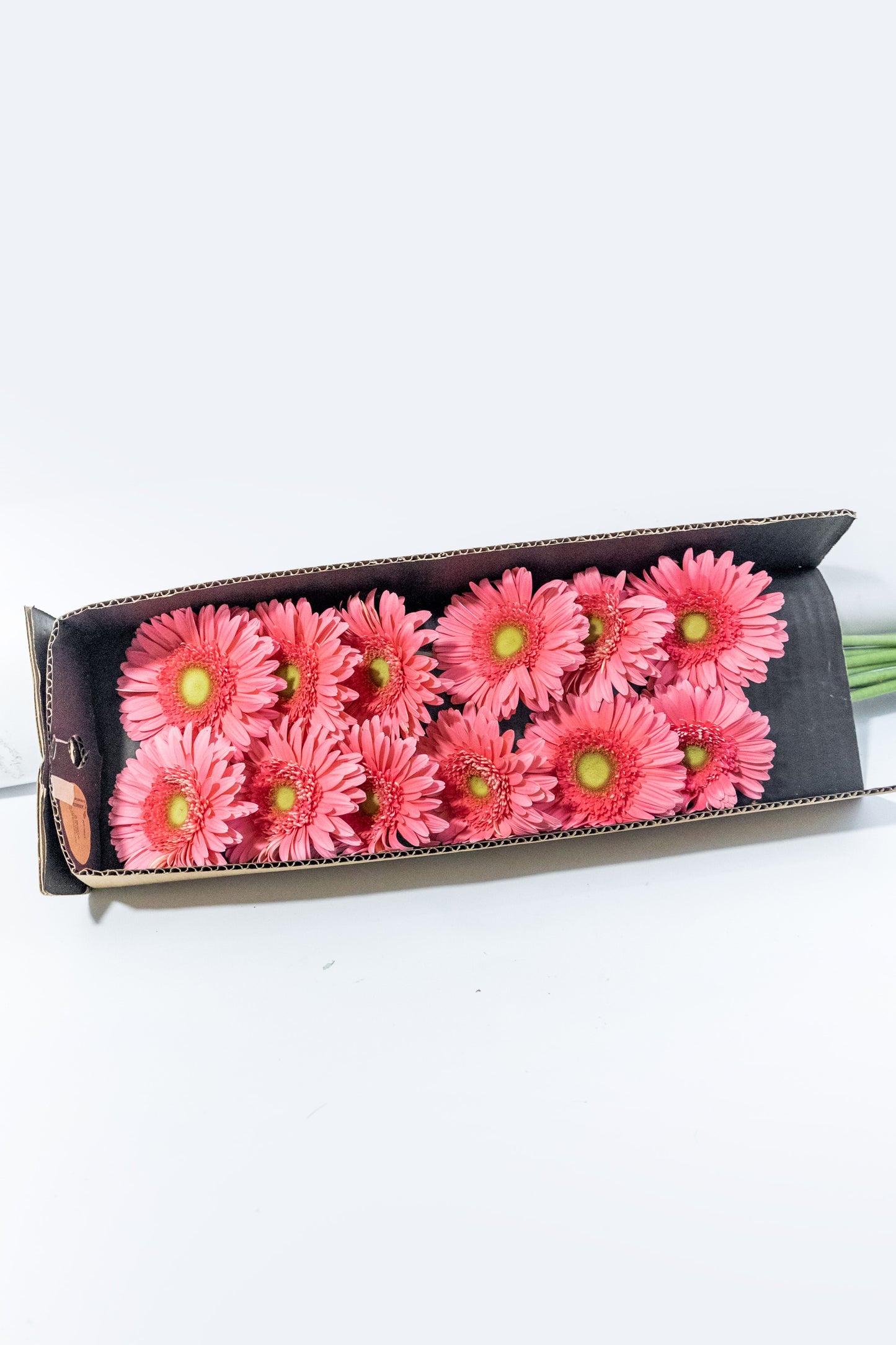 Paquete de Gerbera Rosa