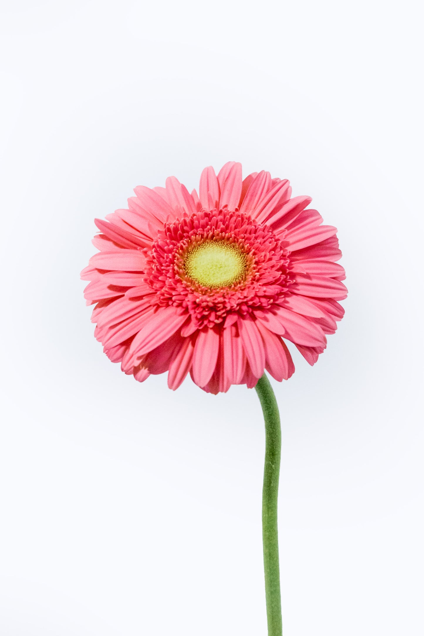 Paquete de Gerbera Rosa