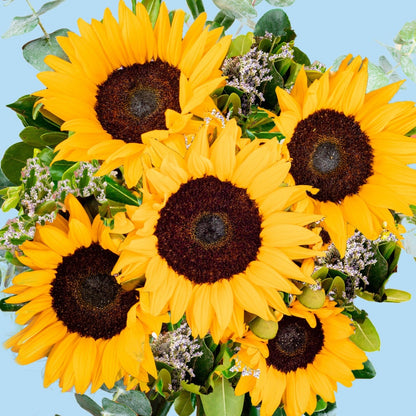 Sonrisa de Sol - Girasoles VILLA