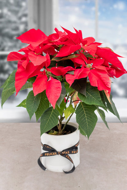 Christmas Eve - Plant