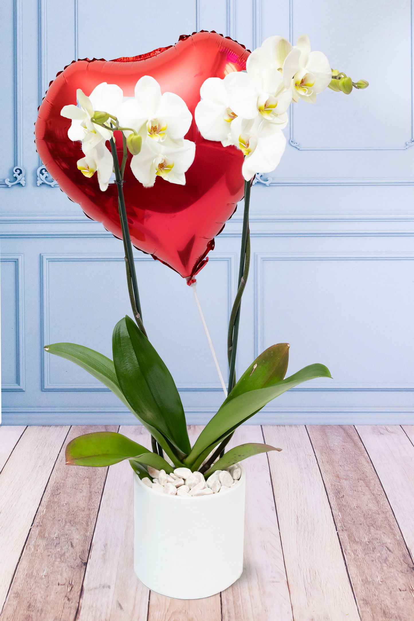 Orquídea Blanca SV - Maceta Blanca