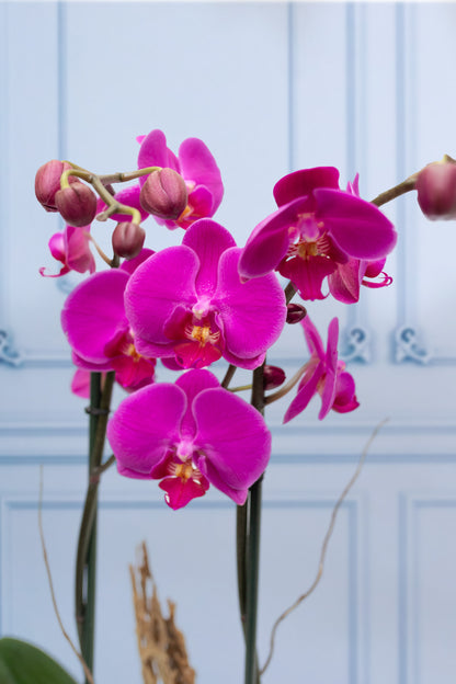 MOM Purple Orchid - Skeleton, White Pot, Curly Stems