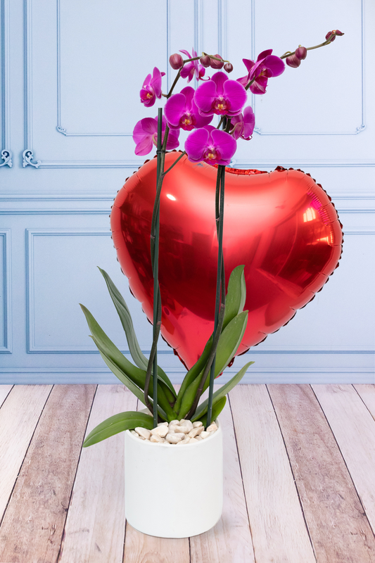 Orquídea Morada SV - Maceta Blanca